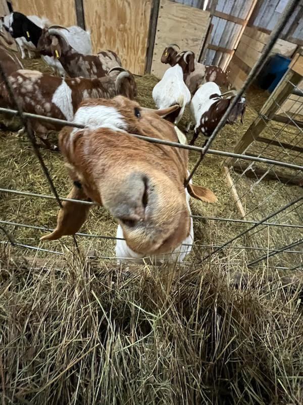 OVHS Goat Farm